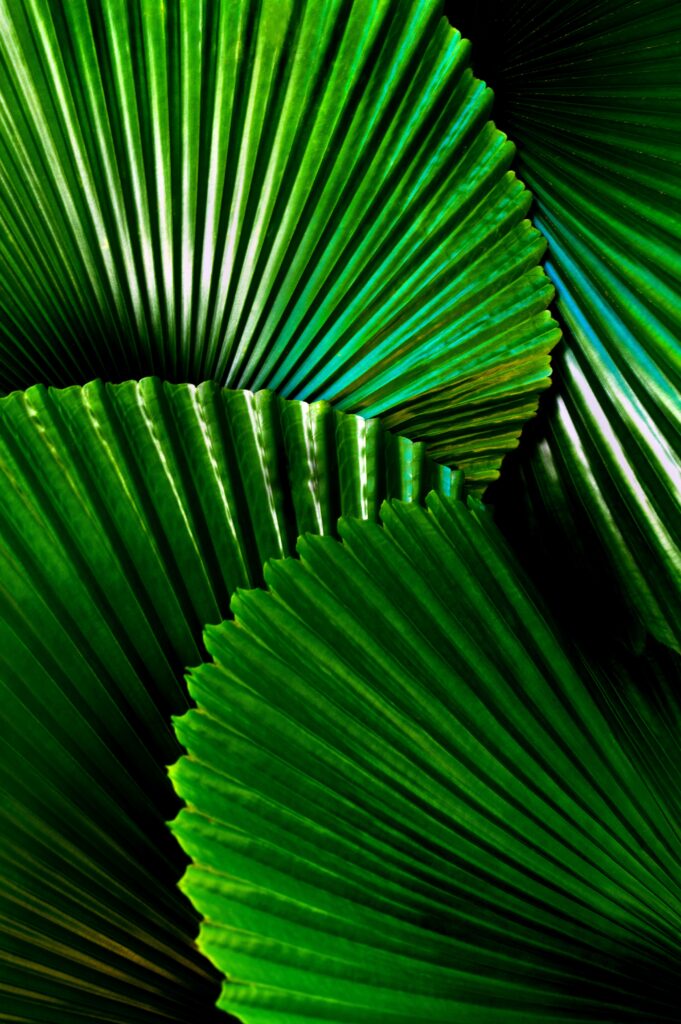 images of tropic plants
